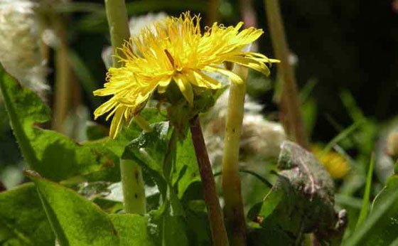 Plantas nuevas de Taraxacum