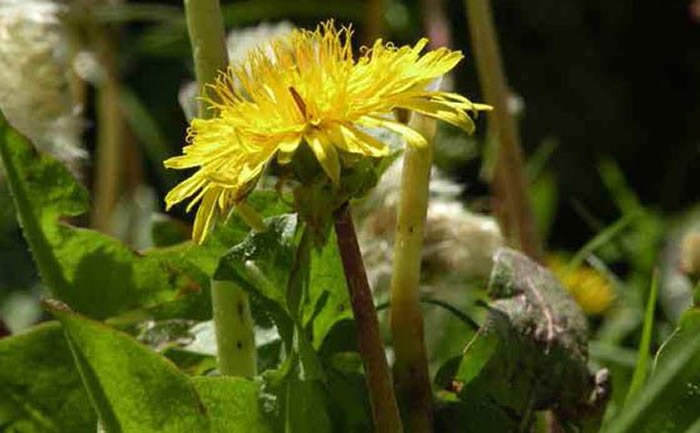 taraxacum plantas nuevas