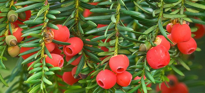 Taxus baccata