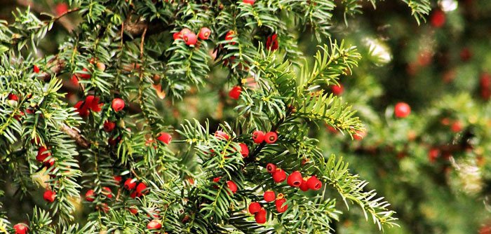 Taxus baccata silvestre