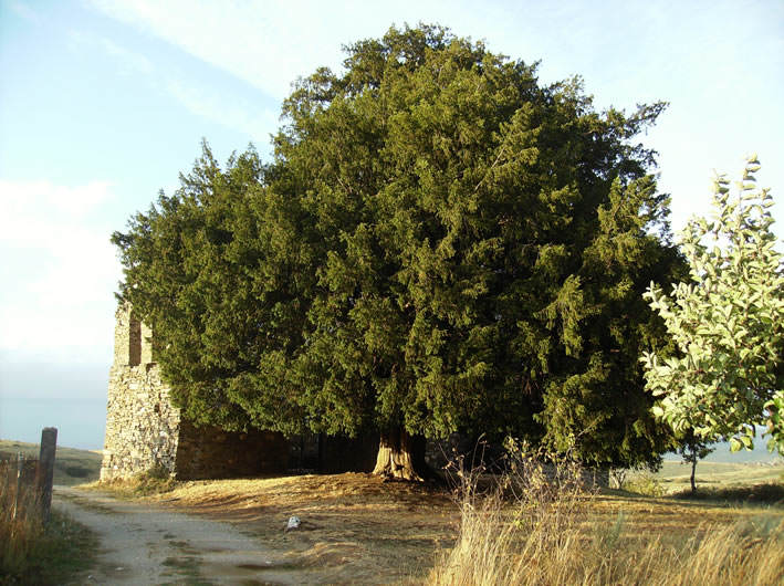 Tejo de San Cristóbal de Valdueza