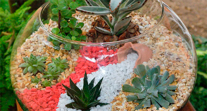 Terrario de plantas suculentas y cactus