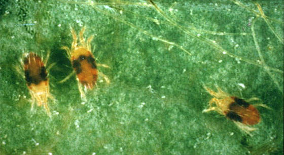 Tetranychus urticae o la Araña roja