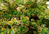 Thymus citriodorus aureus