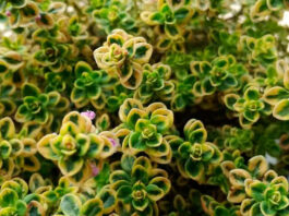Thymus citriodorus aureus