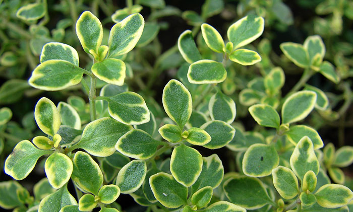 Thymus citriodorus aureus