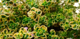 Thymus citriodorus aureus
