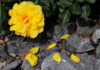Tierra para rosales en jardín