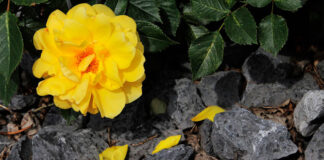 Tierra para rosales en jardín