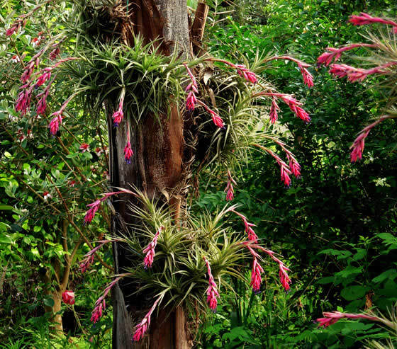 Tillandsias