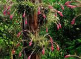 tillandsias tillandsias