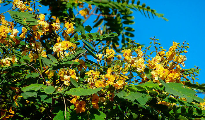 Tipuana tipu en floración