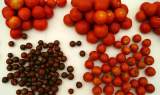 Tomates 1