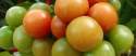tomates en rama
