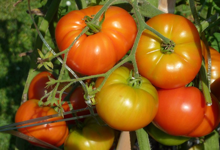 Tomates maduros