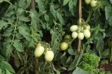 tomates tipo pera