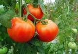 tomates