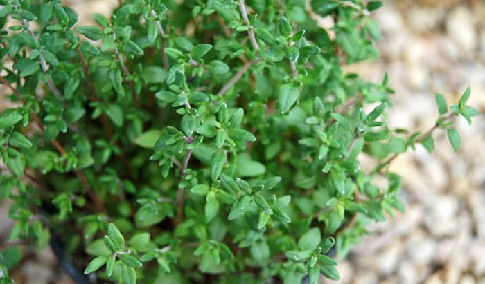 tomillo pebrella-thymus piperella