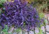 Tradescantia