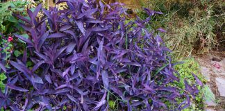 Tradescantia