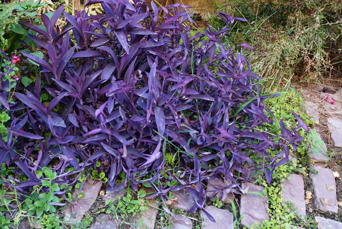 Tradescantia