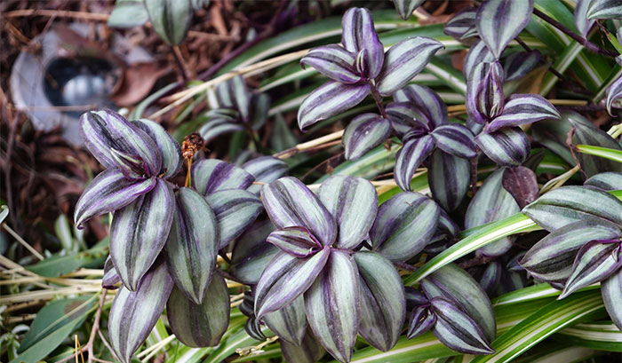 Tradescantia zebrina