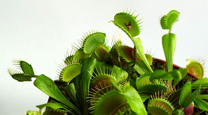 Dionaea muscipula