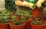 trasplante ficus benjamina