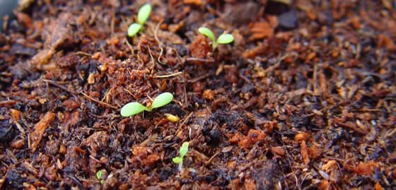 Tratamiento de semillas