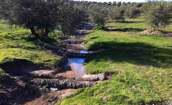 tratamiento de carcavas en olivar