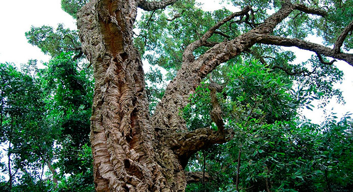 Tronco de Quercus suber