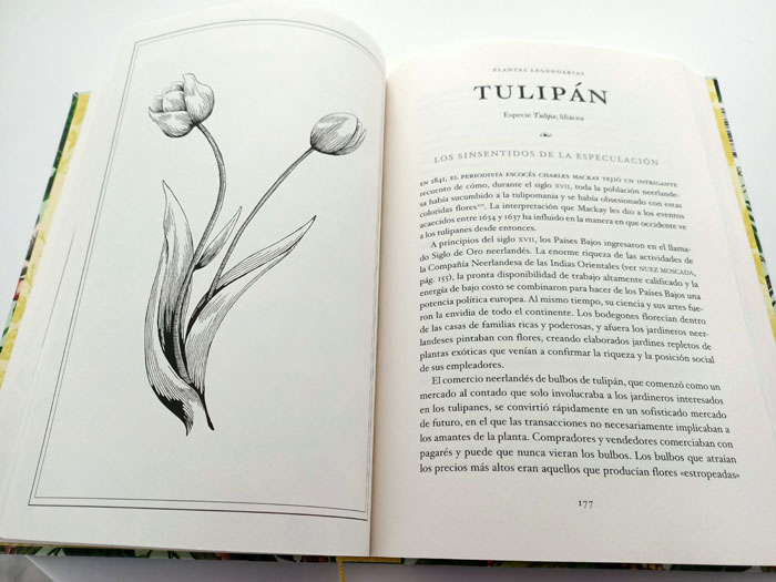 Tulipán, plantas legendarias