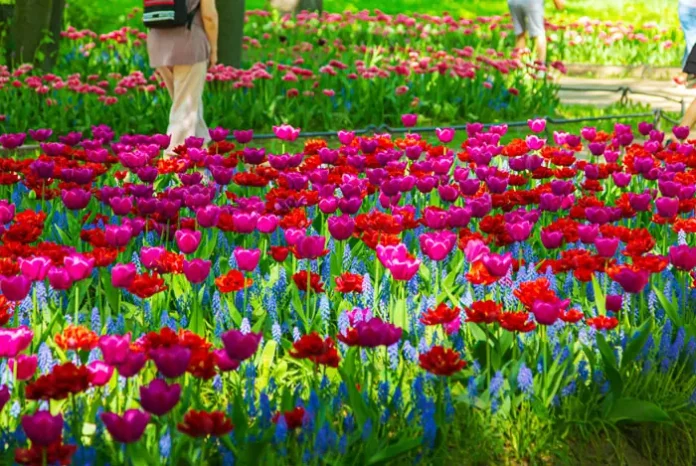 Tulipanes floreciendo en el festival de tulipanes en San Petersburgo