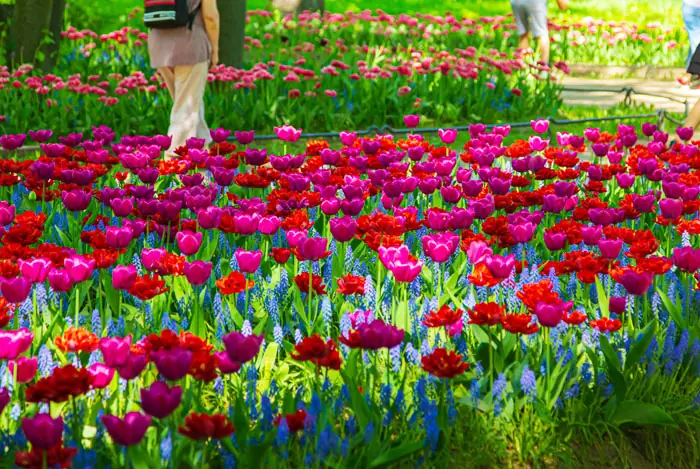 Tulipanes floreciendo en el festival de tulipanes en San Petersburgo