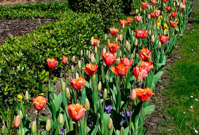 tulipanes