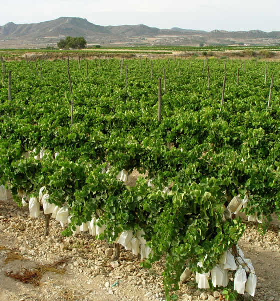 Uva embolsada del Vinalopó