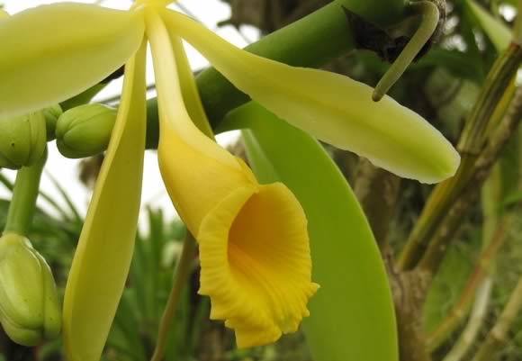 vanilla planifolia