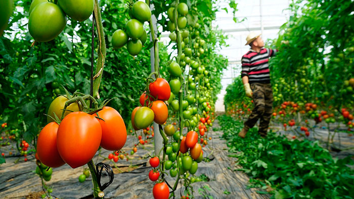 Variedad de tomate híbrido Carbino