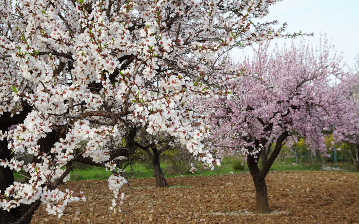 Variedades de almendros