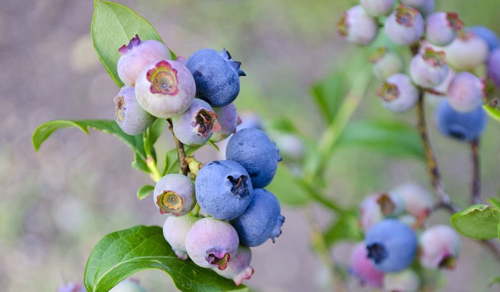 Arándano | Revista de Flores, Plantas, Jardinería, Paisajismo y Medio  ambiente