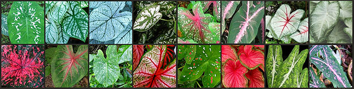 Variedades de Caladium