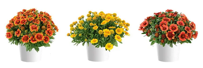 Variedades de Gaillardia hybrida