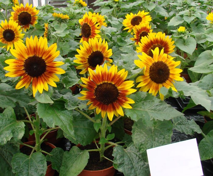 Variedades de girasol ornamentales