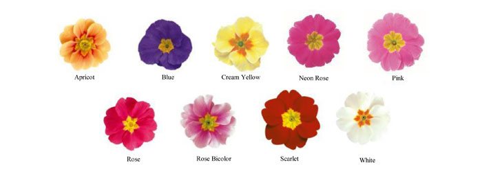 Variedades de Primula acaulis