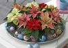 Variedades de poinsettia