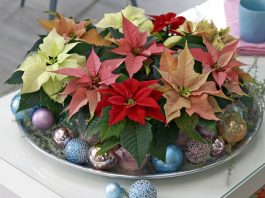 Variedades de poinsettia