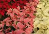 Variedades de Poinsettia