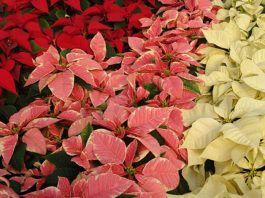Variedades de Poinsettia