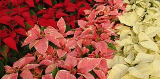 Variedades de Poinsettia