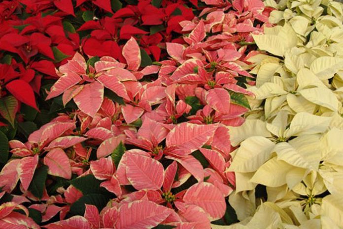 Variedades de Poinsettia